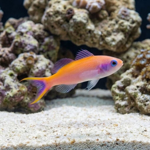 Waitei (Sherbert) Anthias - Image 3