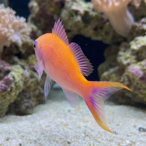 Waitei (Sherbert) Anthias - Image 4