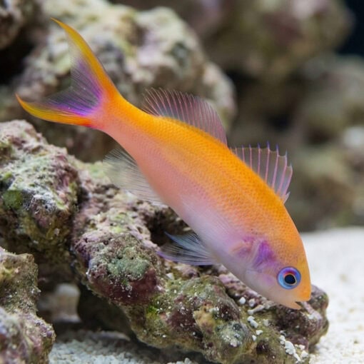 Waitei (Sherbert) Anthias - Image 5