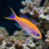 Waitei (Sherbert) Anthias