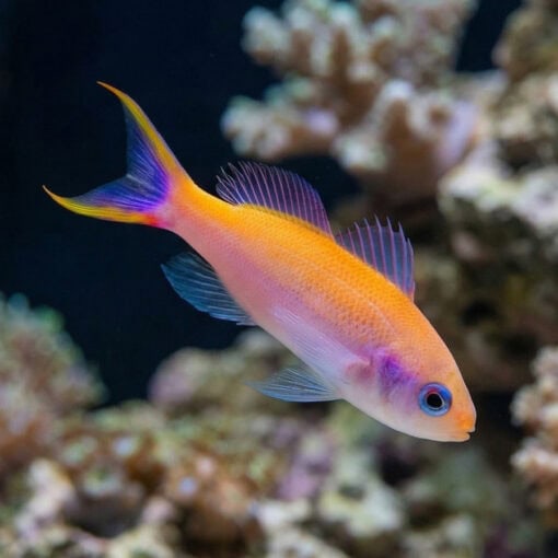 Waitei (Sherbert) Anthias