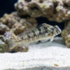 Warthead Blenny