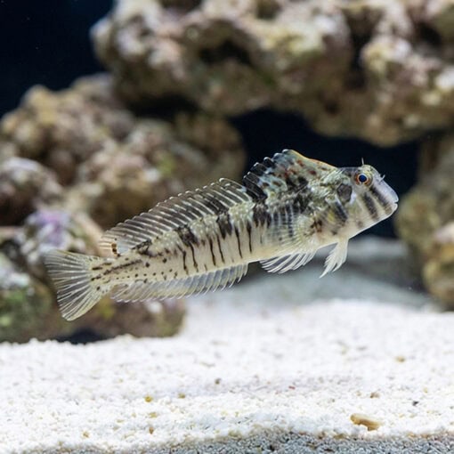 Warthead Blenny