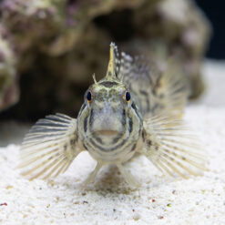 Alternative view of Warthead Blenny