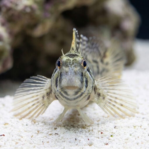 Warthead Blenny - Image 2
