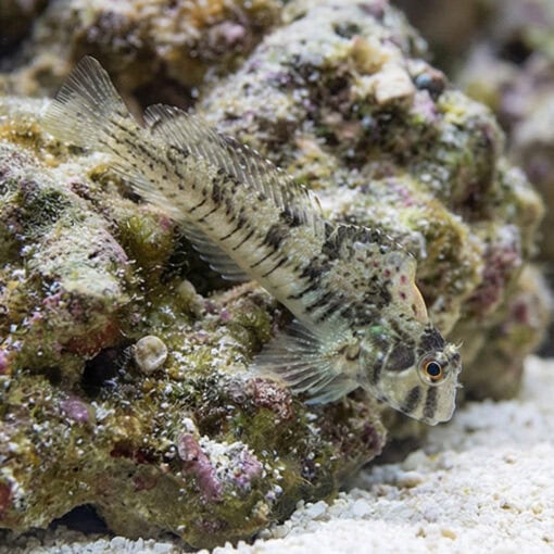 Warthead Blenny - Image 3