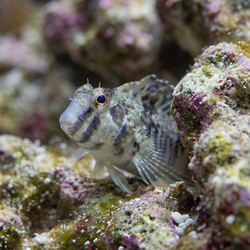 Warthead Blenny - Image 4