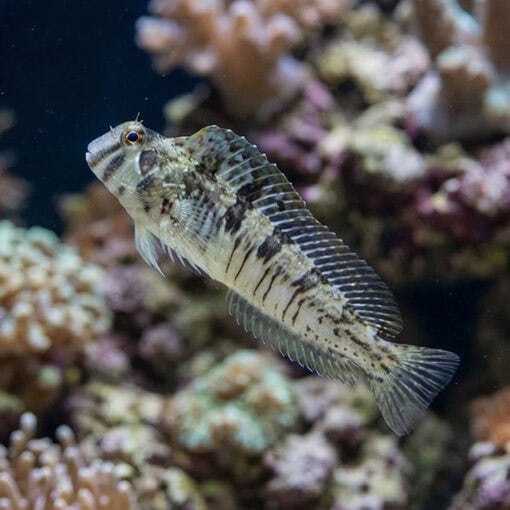 Warthead Blenny - Image 5