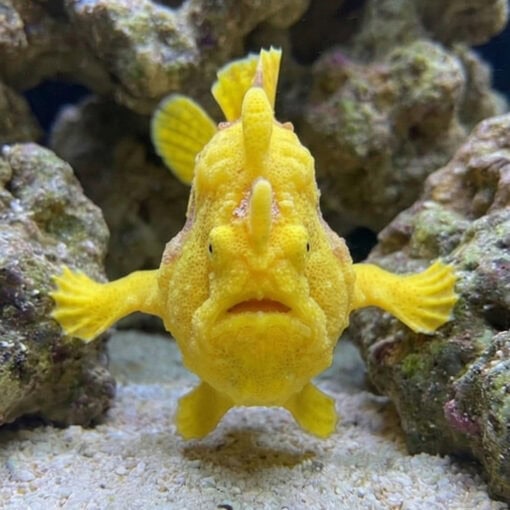 Wartskin Angler - Image 2