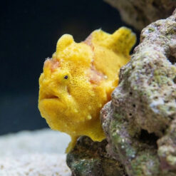 Wartskin Angler yellow frogfish perched on live rock showing textured warty skin and upturned mouth in aquarium setting