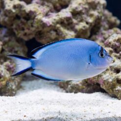 Watanabei Angelfish swimming near white sand and live rock, showing blue body with dark dorsal and ventral fin edges