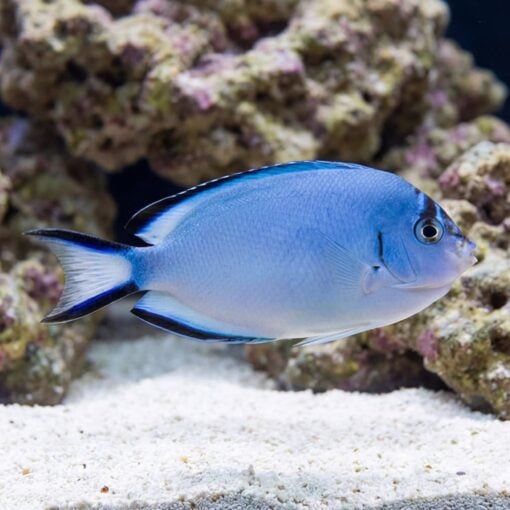 Watanabei Angelfish swimming near white sand and live rock, showing blue body with dark dorsal and ventral fin edges