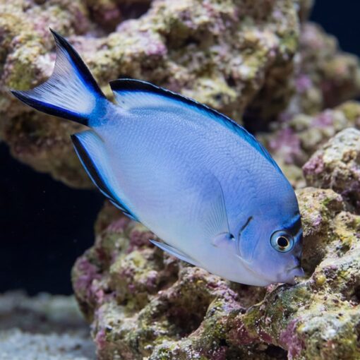 Watanabei Angelfish (Genicanthus watanabei) silver-blue male grazing on live rock coral reef aquarium