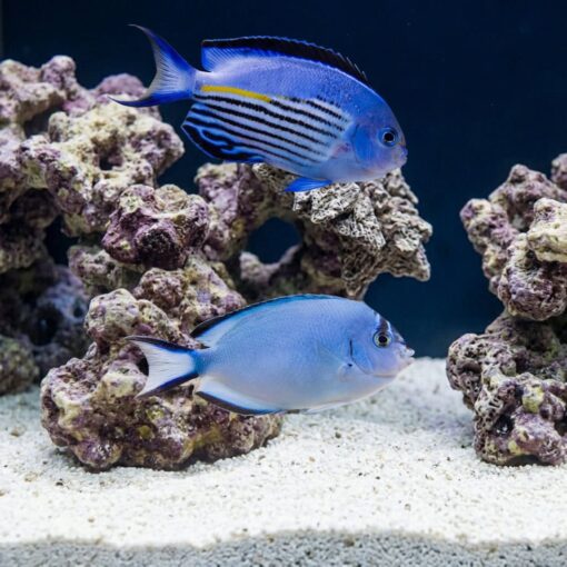 Watanabei Angelfish (Genicanthus watanabei) male with bold black stripes and yellow accent swimming above blue tang in reef aquarium