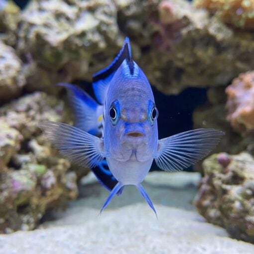 Watanabei Angelfish facing forward displaying vibrant blue coloration and fanned pectoral fins among reef rockwork