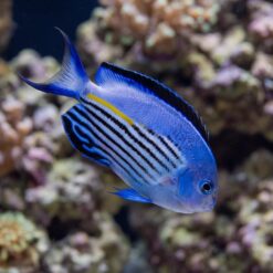 Watanabei Angelfish (Genicanthus watanabei) juvenile displaying vibrant blue body with black horizontal stripes and yellow accent near coral reef