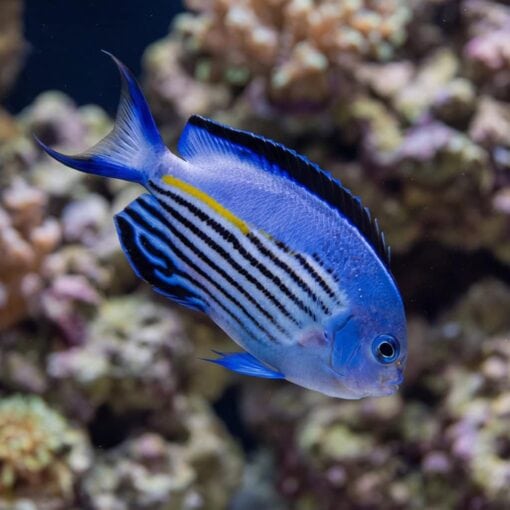 Watanabei Angelfish (Genicanthus watanabei) juvenile displaying vibrant blue body with black horizontal stripes and yellow accent near coral reef