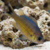 Webers Chromis