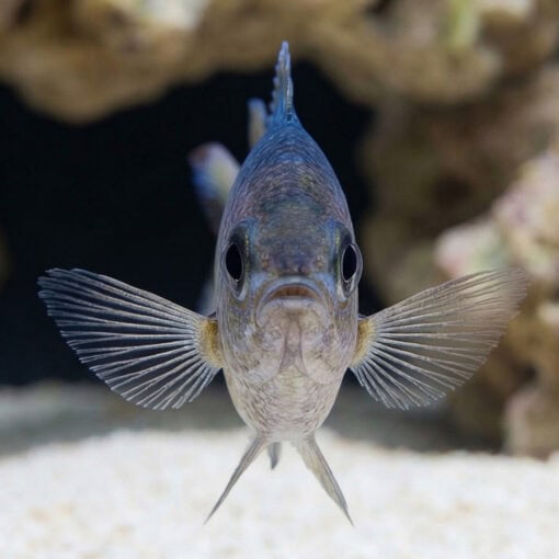 Webers Chromis - Image 2