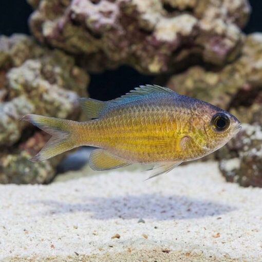 Webers Chromis - Image 3