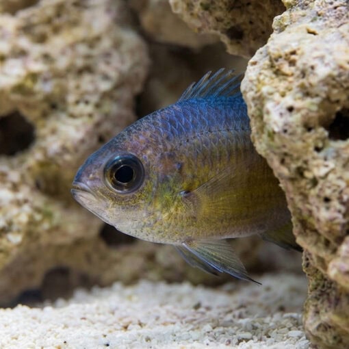 Webers Chromis - Image 4