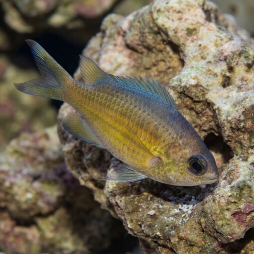 Webers Chromis - Image 5
