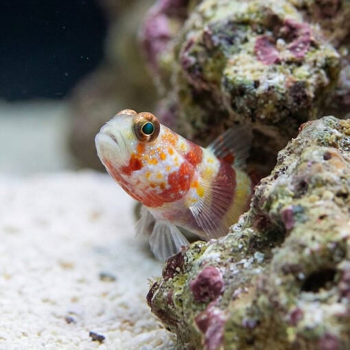 Bumblebee Goby - Image 2