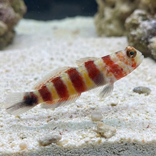 Bumblebee Goby - Image 3