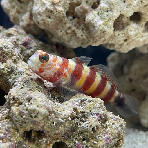 Bumblebee Goby - Image 4