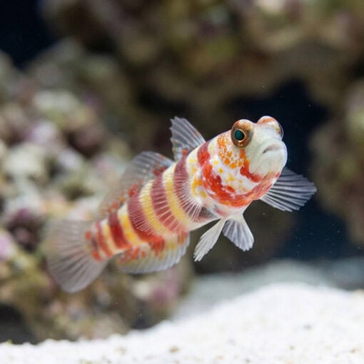 Bumblebee Goby - Image 5
