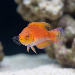 Alternative view of Whipfin Fairy Wrasse