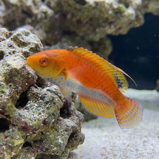 Whipfin Fairy Wrasse - Image 3
