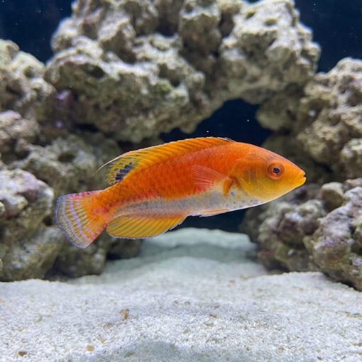 Whipfin Fairy Wrasse - Image 4