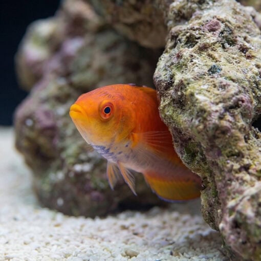 Whipfin Fairy Wrasse - Image 5