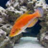 Whipfin Fairy Wrasse