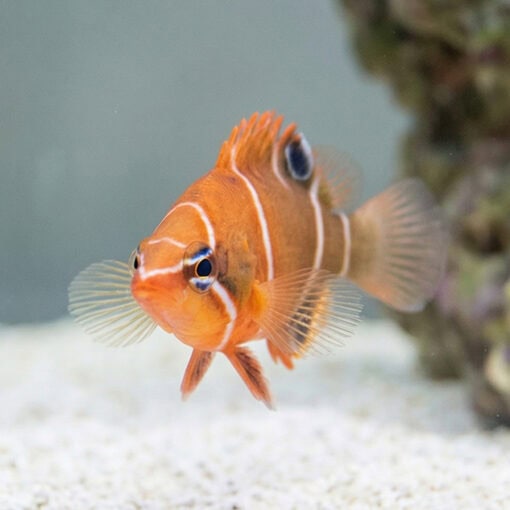 Starry Eye Possum Wrasse - Image 2