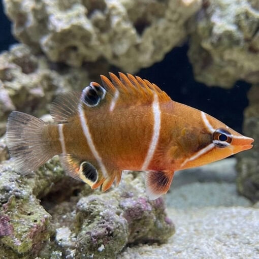 Starry Eye Possum Wrasse - Image 3
