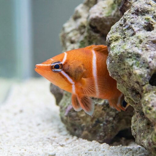 Starry Eye Possum Wrasse - Image 4