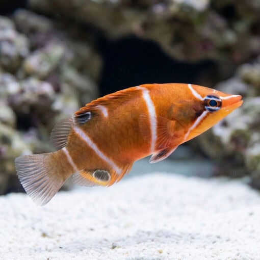Starry Eye Possum Wrasse - Image 5