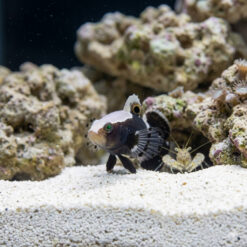 Alternative view of White Cap Goby