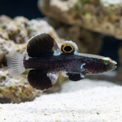Alternative view of Whitecap Goby & Shrimp Pair
