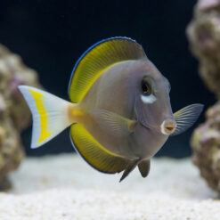 Alternative view of Gold Rim Tang