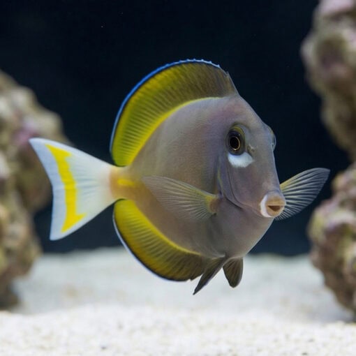Gold Rim Tang - Image 2