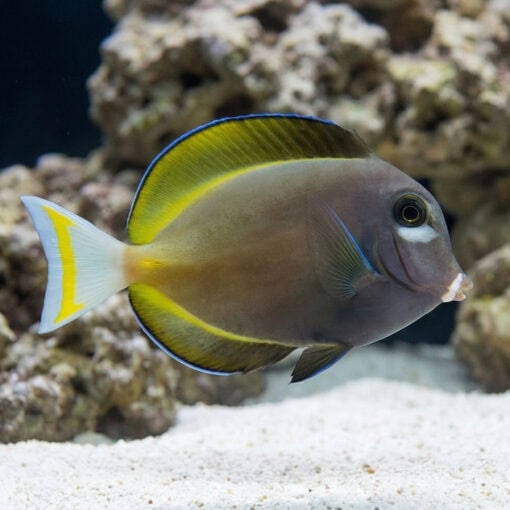Gold Rim Tang - Image 3