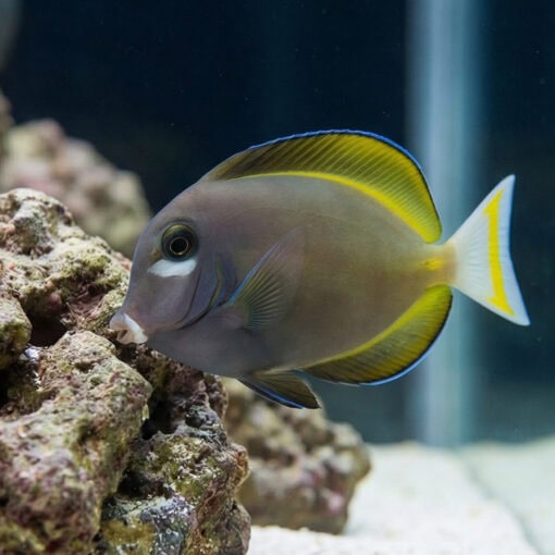 Gold Rim Tang - Image 4
