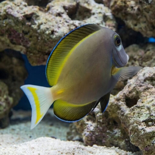 Gold Rim Tang - Image 5