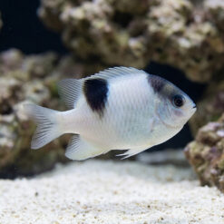 White Damsel