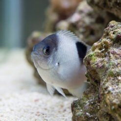 Alternative view of White Damsel