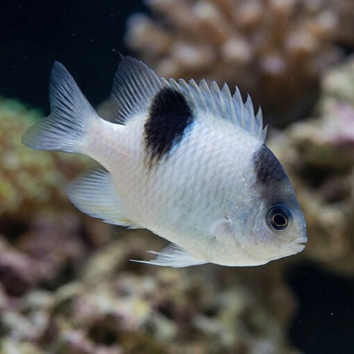 White Damsel - Image 3