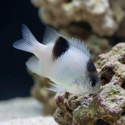 White Damsel - Image 4